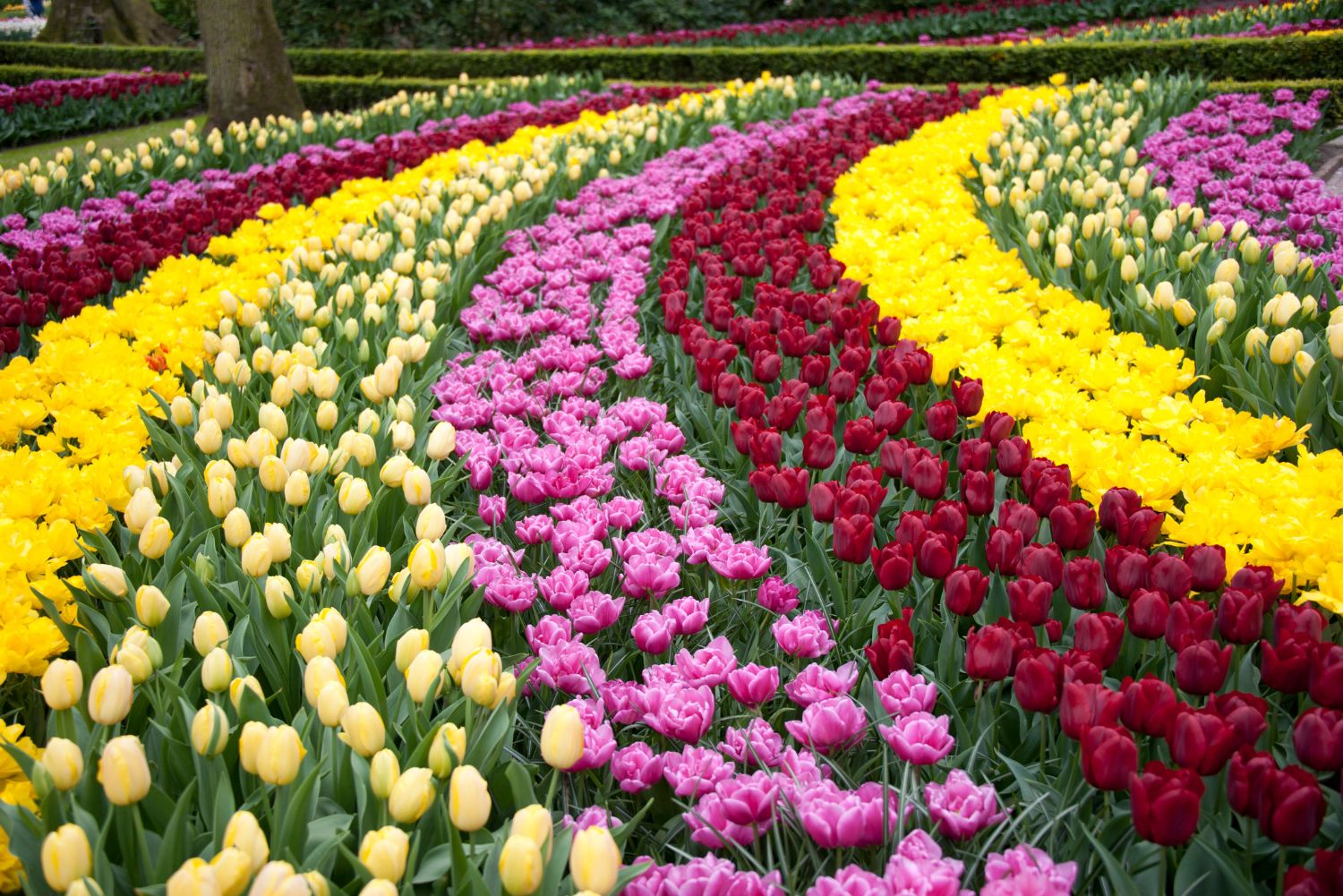 Keukenhof Keukenhof